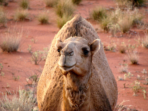 camel