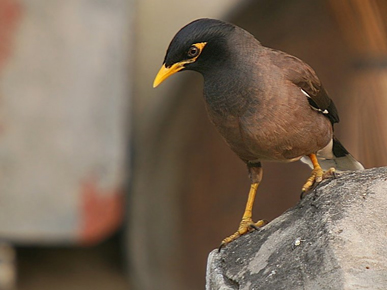 myna