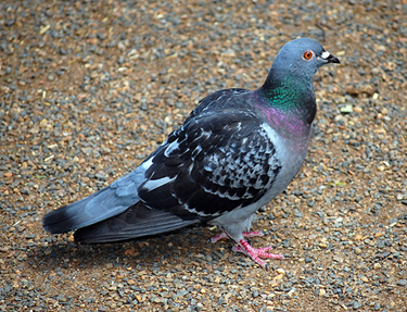 pigeon